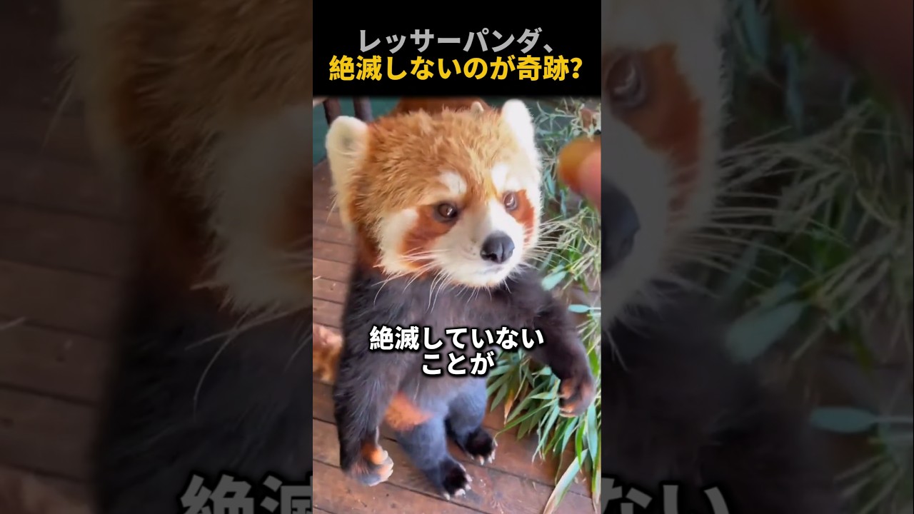レッサーパンダ、絶滅していないのが奇跡？！