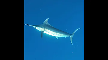 KWLA 2020 SEA STRIKER Blue Marlin Release 