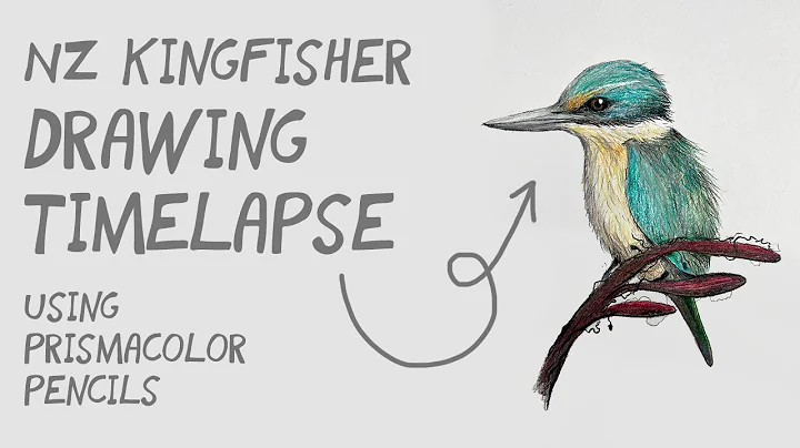 NZ Kingfisher drawing (full length)