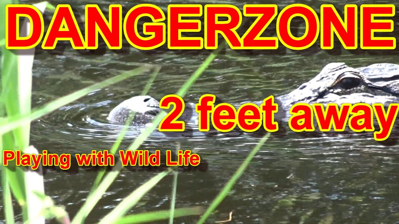 In the Gators Zone YouTube