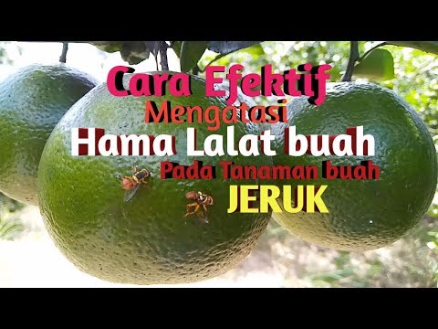 Video: Lalat Buah Dari Pohon Jeruk - Pelajari Tentang Pengendalian Lalat Buah Jeruk