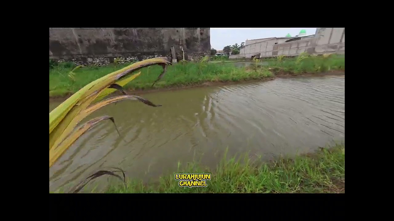 KDM GERCEP UNTUK PERAWATAN KEINDAHAN POHON KELAPA HIBRIDA,,,,,,