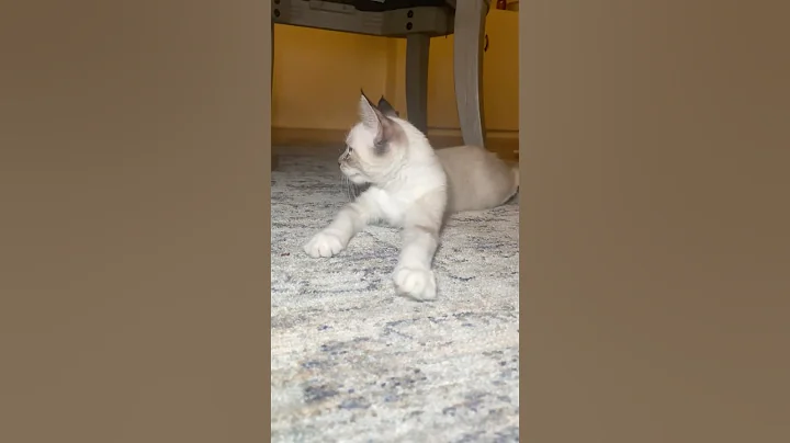 Watch the video about Caught you!! #cat #cuteanimal #kitten #cutecat #lynxpointsiamese #siamese #catsofyoutube