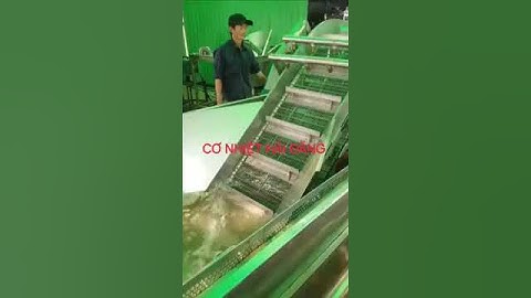 Máy rửa rau củ băng tải