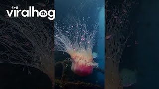 A Mesmerizing Lion's Mane Jellyfish || ViralHog A Mesmerizing Lion's Mane Jellyfish || ViralHog