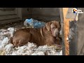 Weeks Of Trying To Save This Dog Finally Paid Off | The Dodo
