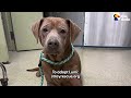 Weeks Of Trying To Save This Dog Finally Paid Off | The Dodo