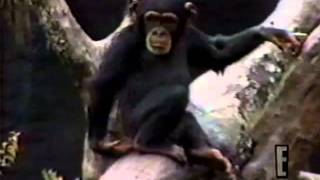Monkey sniffs butt