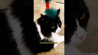 New Favorite Toy  Petco Advent Calendar Day 4