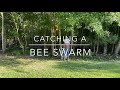 Catching a bee swarm