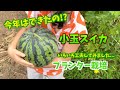 【プランター菜園】スイカ