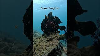 Download Lagu #alor #diving #scubadiving #dive #diveresort #fish #divingspot #giantfrogfish #frogfish #alortanapi MP3
