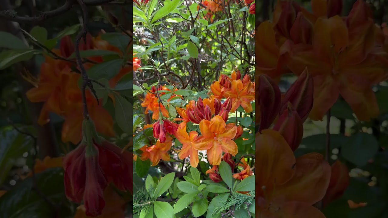 Flowers and plants for the garden, rhododendron varieties 