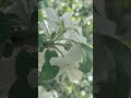 Apple blossoms #viralshort #nature #viralmusic #love #viralvideo #travel #summery #viral #shootlove