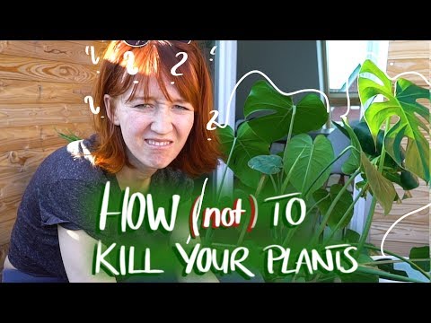 Video: Ständer für Zimmerpflanzen: So nutzen Sie einen Zimmerpflanzenständer effektiv
