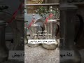 دلة مهدي صالح شطراوية ابيض العراق السعودية الكويت قطر