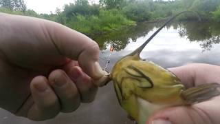 Fishing With Power-bait And Bread (catches)