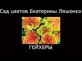 #Гейхеры #Сад цветов Екатерины Ляшенко