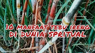 Download Lagu 10 Manfaat Tanaman Tebu Ireng di Dunia Spritual MP3