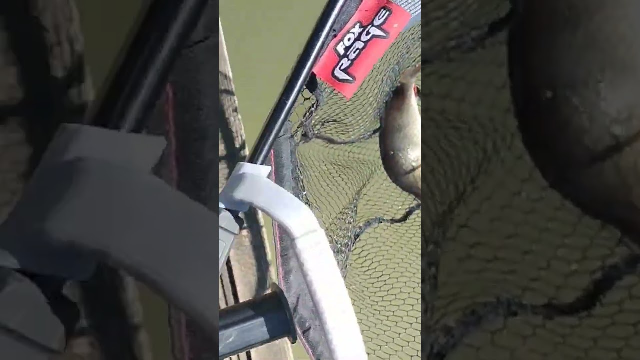 Perch Release on a sunny day! 