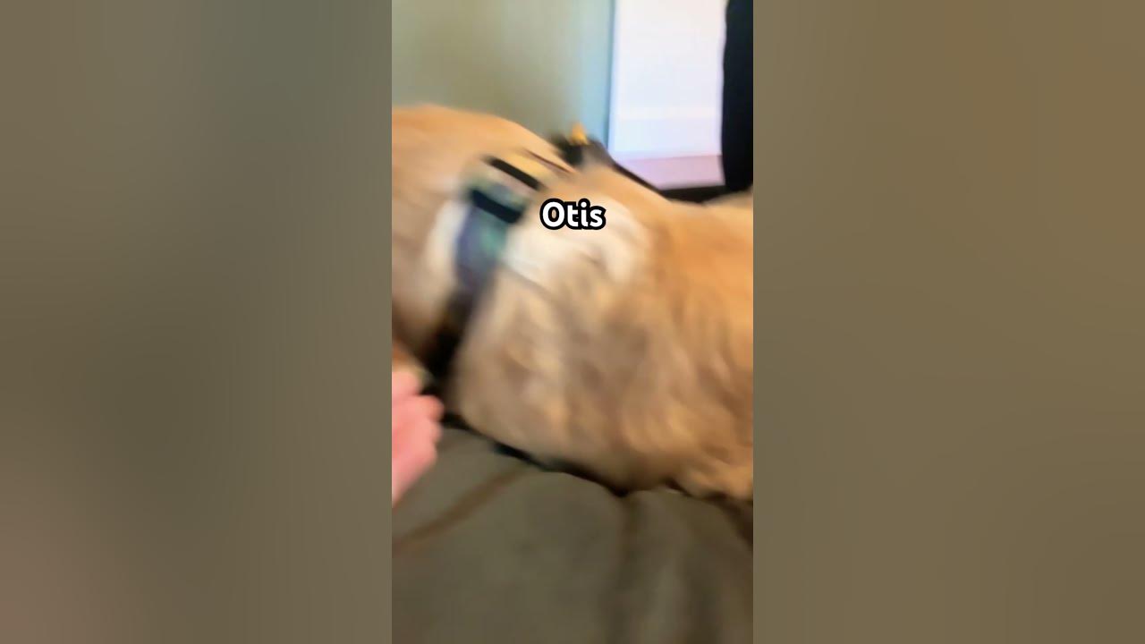 my-dog-new-name-youtube