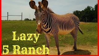 Lazy 5 Ranch Fun!! Vlog #37