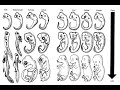 Comparative Embryology and Its Role in Understanding Evolution