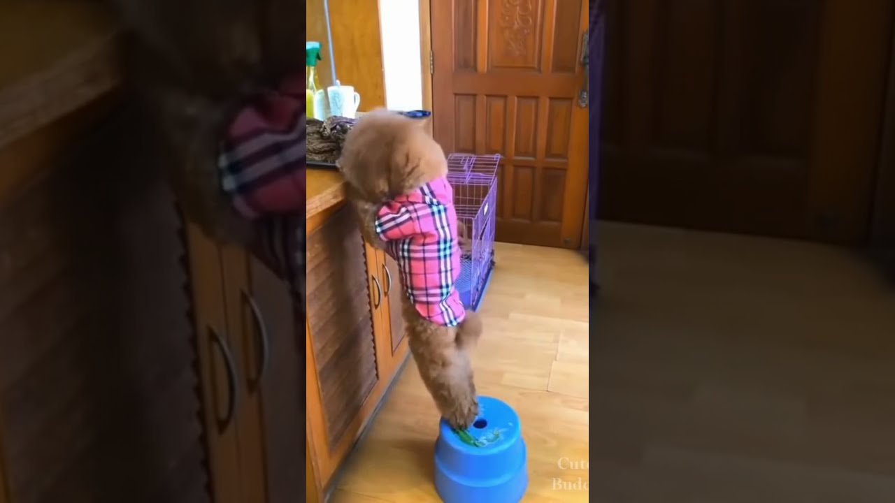 Smart Dog Pushes A Stool To Get Treat For Other Shorts