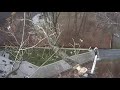 ARBORIST CLUJ - TAIERE COPACI CLUJ, TOALETARE COPACI CLUJ - 0748993796 / SCURTARE INALTIME STEJAR