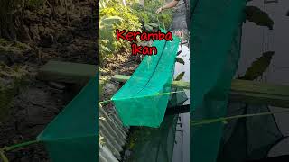 Budidaya ikan lele di saluran air got