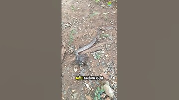 "Khoảnh Khắc Rắn Khiếm Tóm Gọn Con Cóc – Cuộc Săn Mồi Trong Đêm"