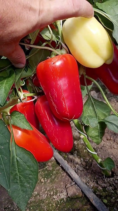 Ультраскороспелый перец для открытого грунта любой зоны выращивания ...