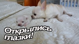 VLOG: У Клима свой канал! / У Маки почти нет молока / Саня моет окна