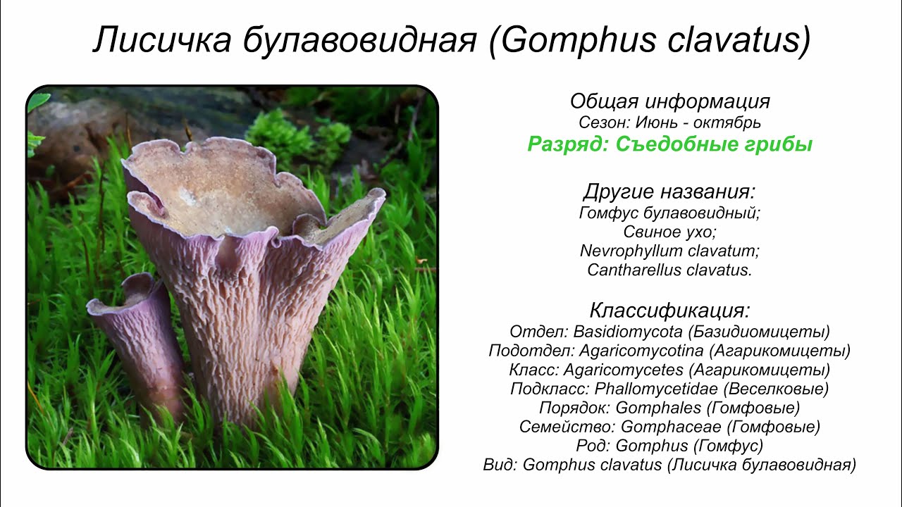 Лисичка булавовидная (Gomphus clavatus)
