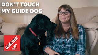 Here&#39;s Why You Should Never Distract A Guide Dog