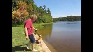 Corgi, High Diving Dock dog
