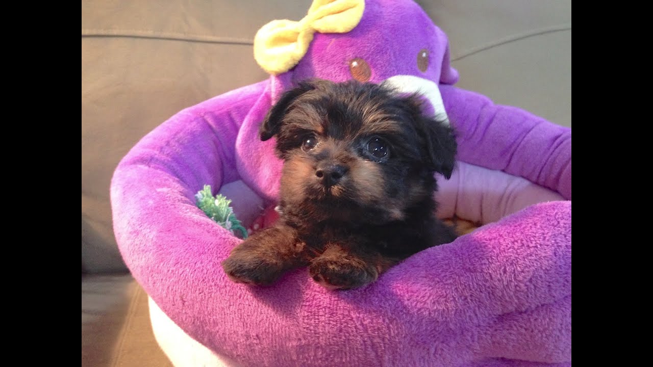 yorkie poo dogs for sale