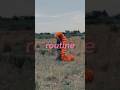 ニガミ17才 ”routine“ (情報解禁) #shorts  #music  #ニガミ17才 #Nigami17thbirthday!!