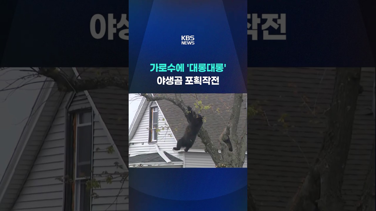 주택가 가로수에 '대롱대롱'…야생 흑곰 포획 작전 #shorts / KBS