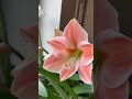 HIPPEASTRUM “APRICOT PARFAIT” #hippeastrum #гиппеаструм