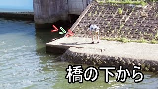 近所の川の橋の下からトップに飛び出してきた(355話目)