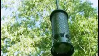 Squirrel Buster Mini by BirdWatchers 4,157 views 14 years ago 3 minutes, 57 seconds