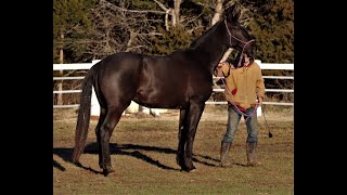Wizard Of Oz - Horse Of Corff