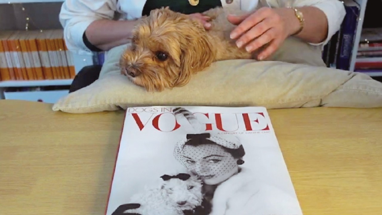 Мягкий АСМР-репортаж | Уютное перелистывание страниц с моим щенком — Книга «Собаки в моде» (лоу-фай)