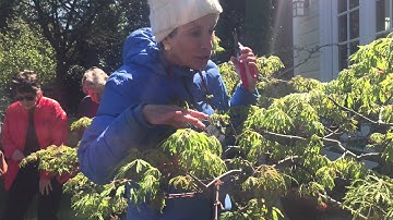 Shaping The Sexy Japanese Maple