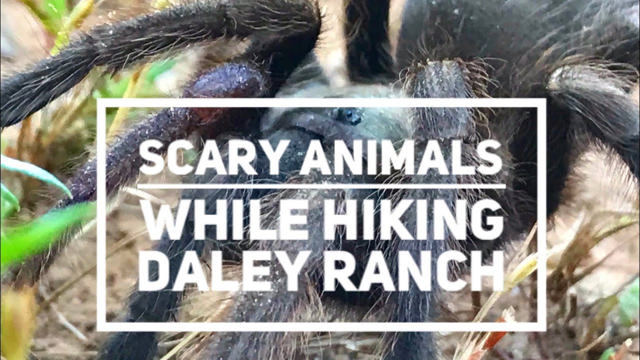 Scary Animals while Hiking Daley Ranch