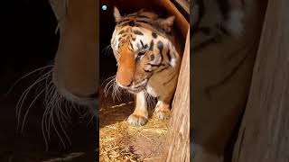  Big Cat, Bigger Cuddles