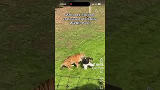 #yorkshirewildlifepark #tiger #news man jumps in tiger enclosure zoo Yorkshire wildlife park