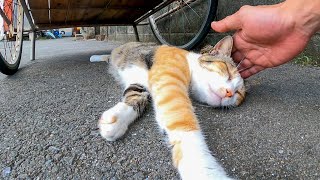 リアカーの下で寝ていた野良猫を撫でるとモフられに起きてきた。そしていつの間にか他の猫も集まってきた