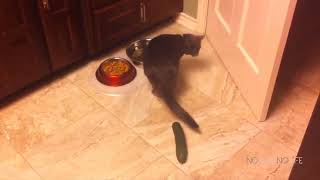 Cats Scared by Cucumbers Compilation